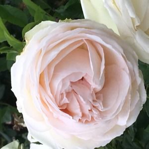 Meet your Posher, Morgan